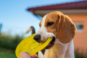 Beagle playing with a yellow frisbee in a backyard
